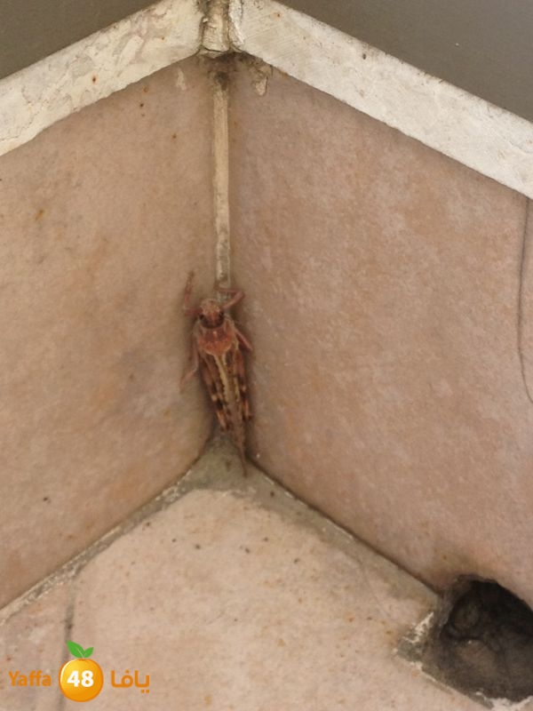 newjaradmina2yafa39 (1).jpg